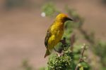 safrica10_image88.jpg